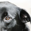 Eyes