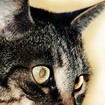 Eyes